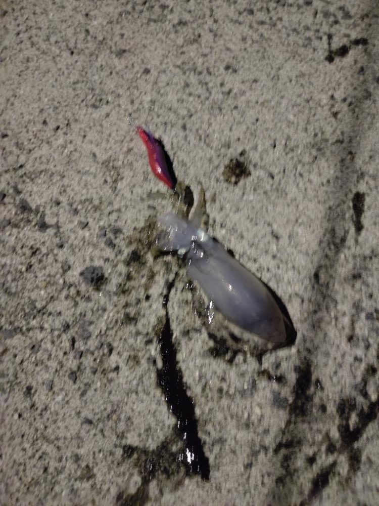 今年初のアオリイカ　　の調査