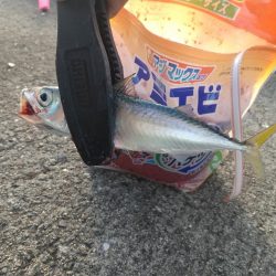 ファミリーフィッシング