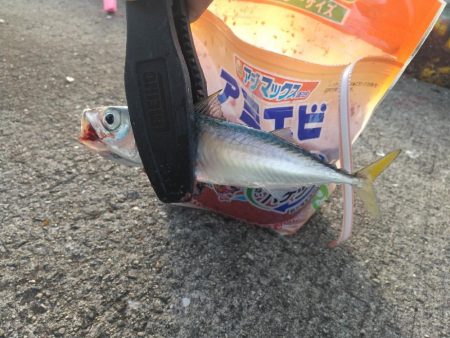 ファミリーフィッシング