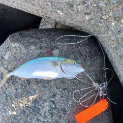 ショアジギング