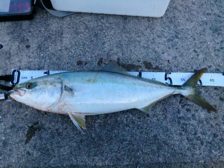 ショアジギング