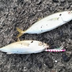 アジがダブルヒット!