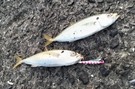 アジがダブルヒット!