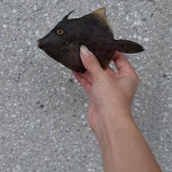 南港でカワハギ爆釣‼️台風の当日