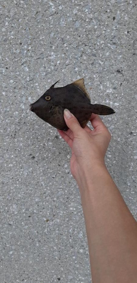 南港でカワハギ爆釣‼️台風の当日