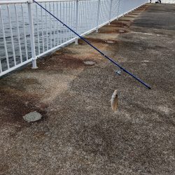堤防からキス釣り