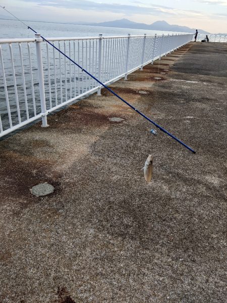 堤防からキス釣り