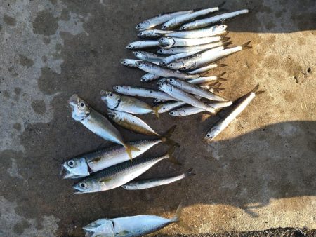 ファミリーフィッシング