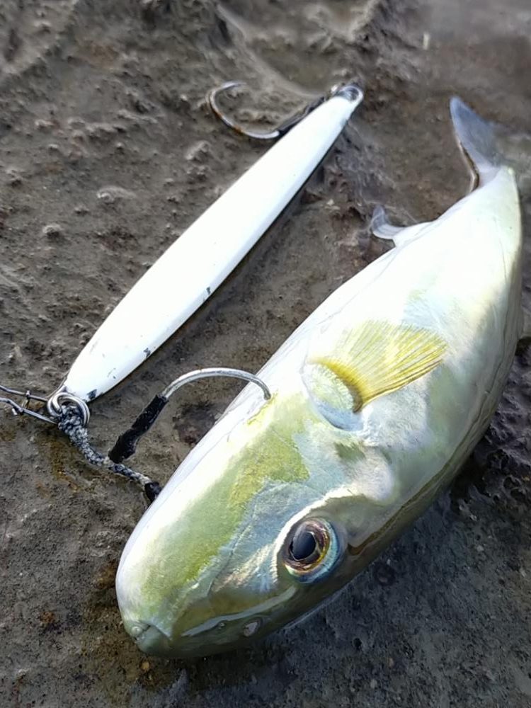 サバゲーのつもりしなゃなかった