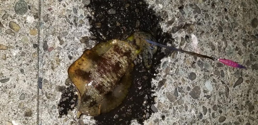 夕マズメのエギング　今季最大