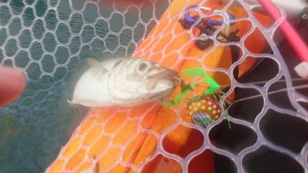 どうせタイラバ落とすなら...