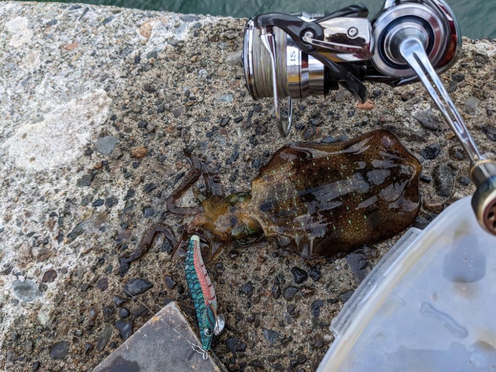 爆風エギング11杯