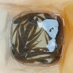 ハゼ釣りは楽し