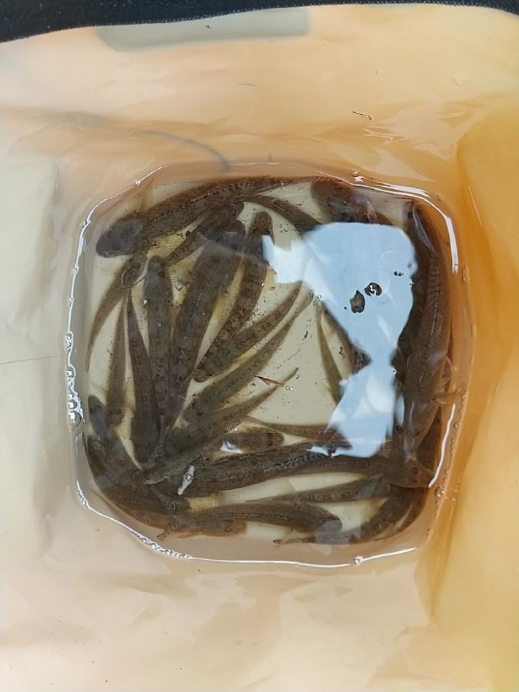 ハゼ釣りは楽し