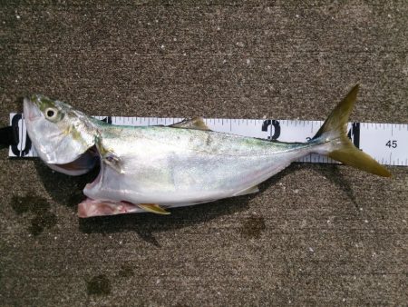 台風前にショアジギ