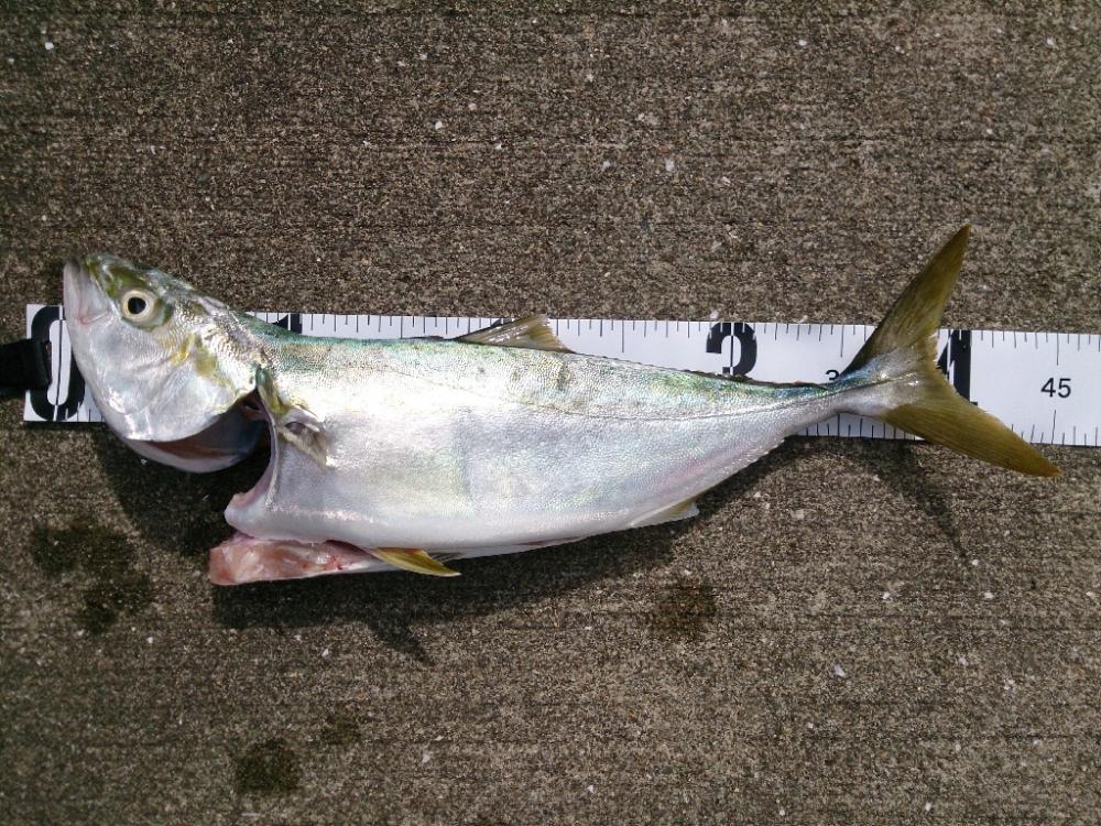 台風前にショアジギ