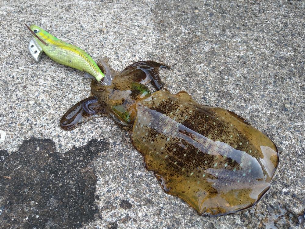 ウネリが少し残ってました