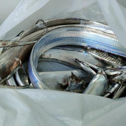 今年２回目の船太刀魚