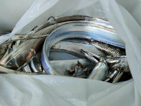 今年２回目の船太刀魚