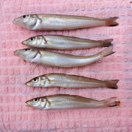 敦賀半島のキス調査