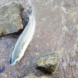 強風の中釣れたのはいつもの