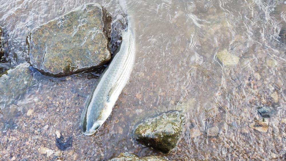 強風の中釣れたのはいつもの