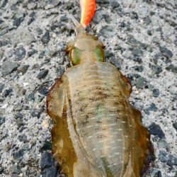 大阪産アオリイカ