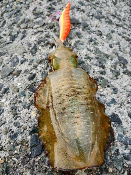 大阪産アオリイカ