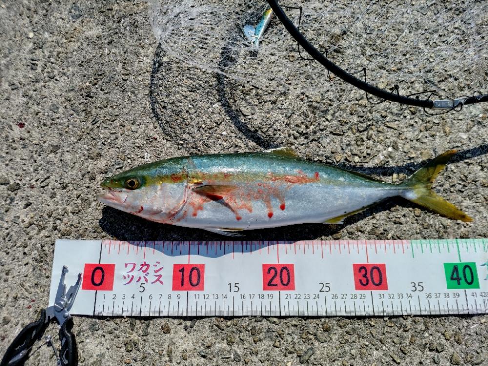 時間があったので、ちょっと青物でも