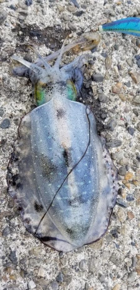 塩津～戸坂エギング