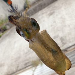 夕方の短時間エギング