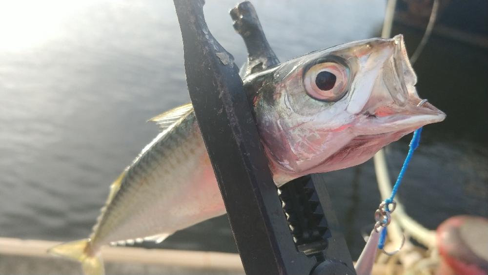 朝マズメ短時間調査釣行