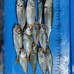 サビキで豆アジ爆釣