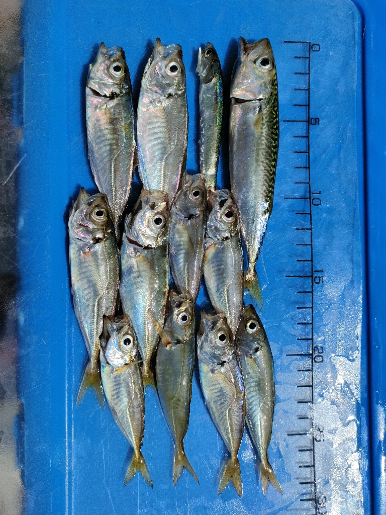 サビキで豆アジ爆釣