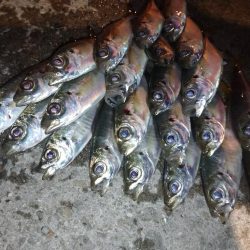 今夜もアジング