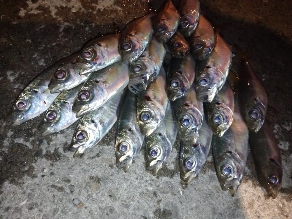 今夜もアジング