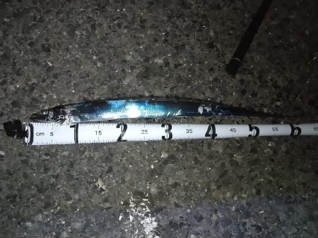 太刀魚狙いでやっとこさ