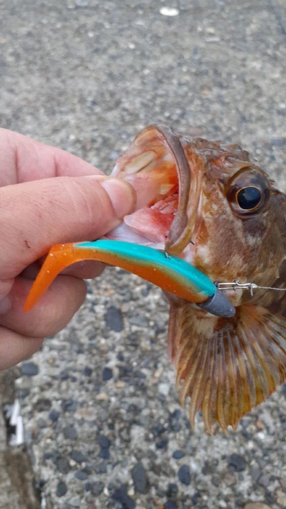 アコウ狙いがガシリングに…