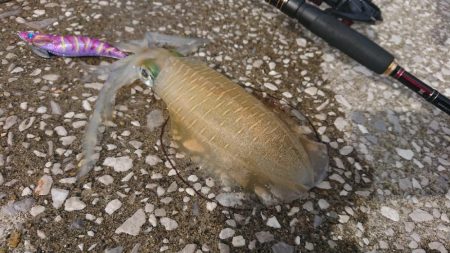 対馬エギング釣果