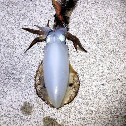 シーバスロッドでもなんとかなる