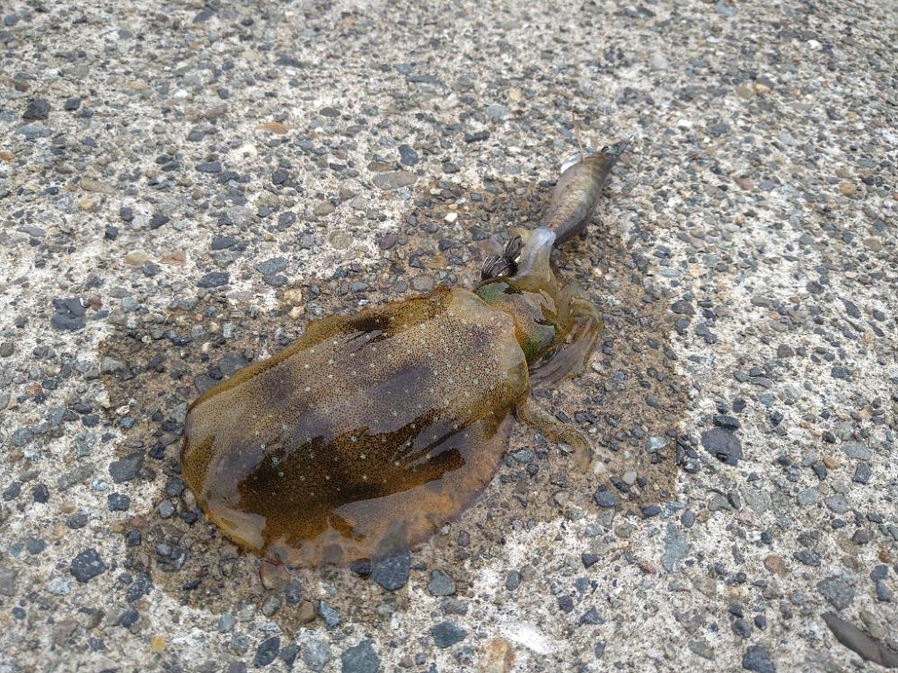 強風の風裏は無風です