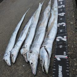 やっぱりタチウオ最高