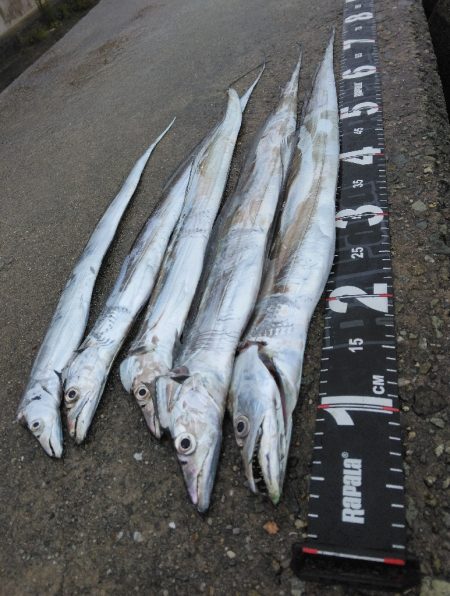 やっぱりタチウオ最高