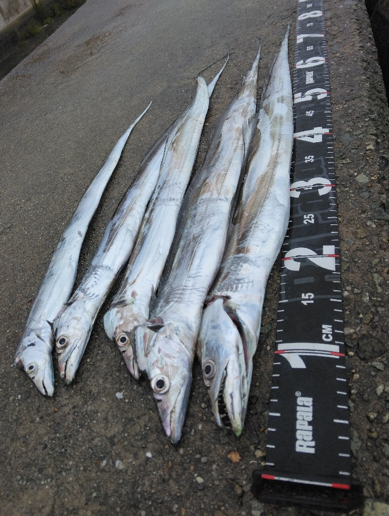 やっぱりタチウオ最高