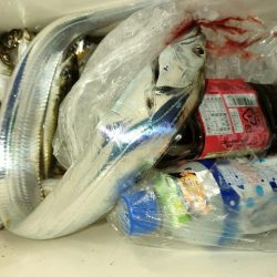 大阪で今年初！