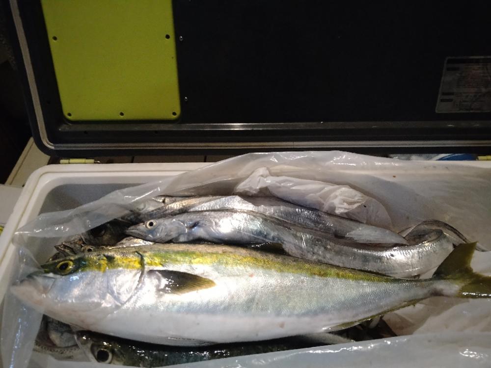 初青物ジギング