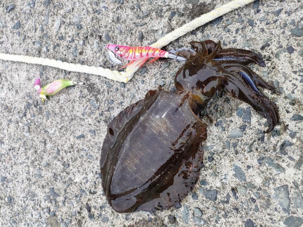 アオリイカとアオハタ