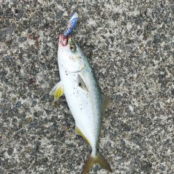 ショアジギング