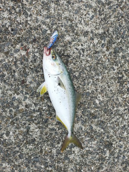 ショアジギング