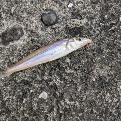 上津浦似てキス釣り